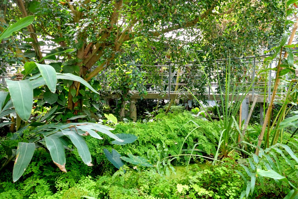 Tropical Greenhouse - Orto botanico - Rome, Italy - DSC00152