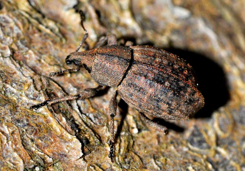 Tropiphorus-elevatus-04-fws