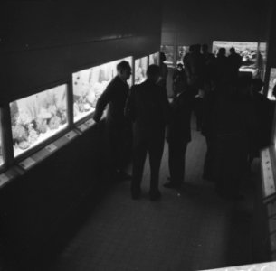 Tropisch aquarium in de kleine zaal te Artis geopend, Bestanddeelnr 913-3271