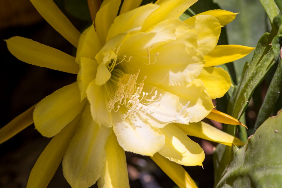 Cactus cactaceae blossom