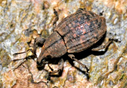 Tropiphorus-elevatus-05-fws