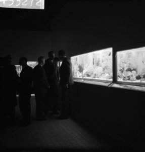 Tropisch aquarium in de kleine zaal te Artis geopend, Bestanddeelnr 913-3272