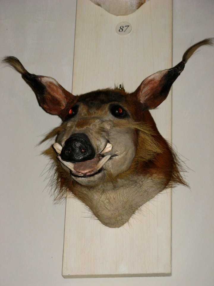 Trophee de chasse du Musée de la Chasse et de la Nature
