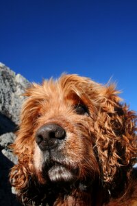 Blue sky dog profile brown dog