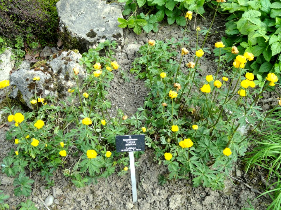 Trollius asiaticus - Botanischer Garten Freiburg - DSC06436