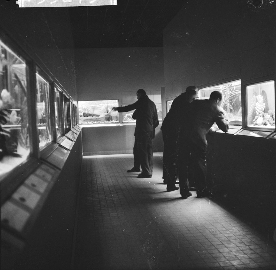 Tropisch aquarium in de kleine zaal te Artis geopend, Bestanddeelnr 913-3275