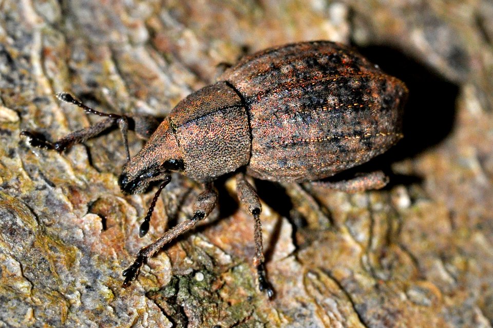 Tropiphorus-elevatus-03-fws