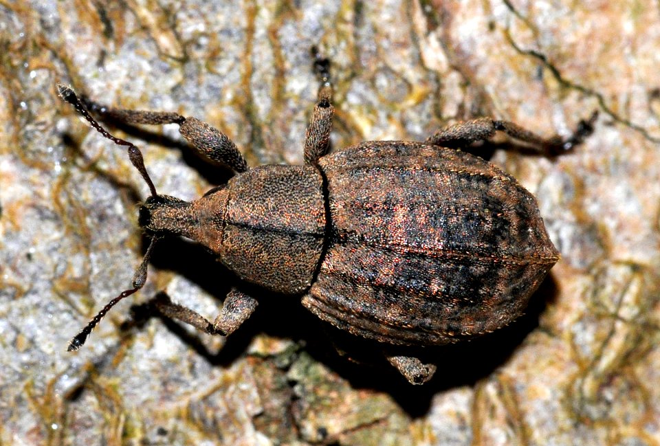 Tropiphorus-elevatus-02-fws