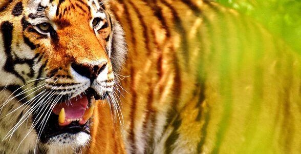 Beautiful dangerous big cat