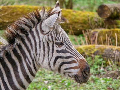 National park wild animal stripes