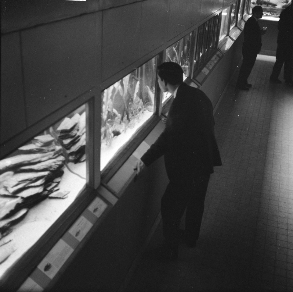 Tropisch aquarium in de kleine zaal te Artis geopend, Bestanddeelnr 913-3273