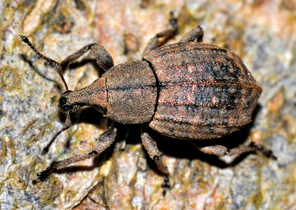 Tropiphorus-elevatus-01-fws