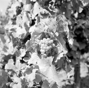 Trossen met vermoedelijk Riesling druiven, Bestanddeelnr 254-4137