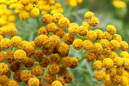 Nature plant close up