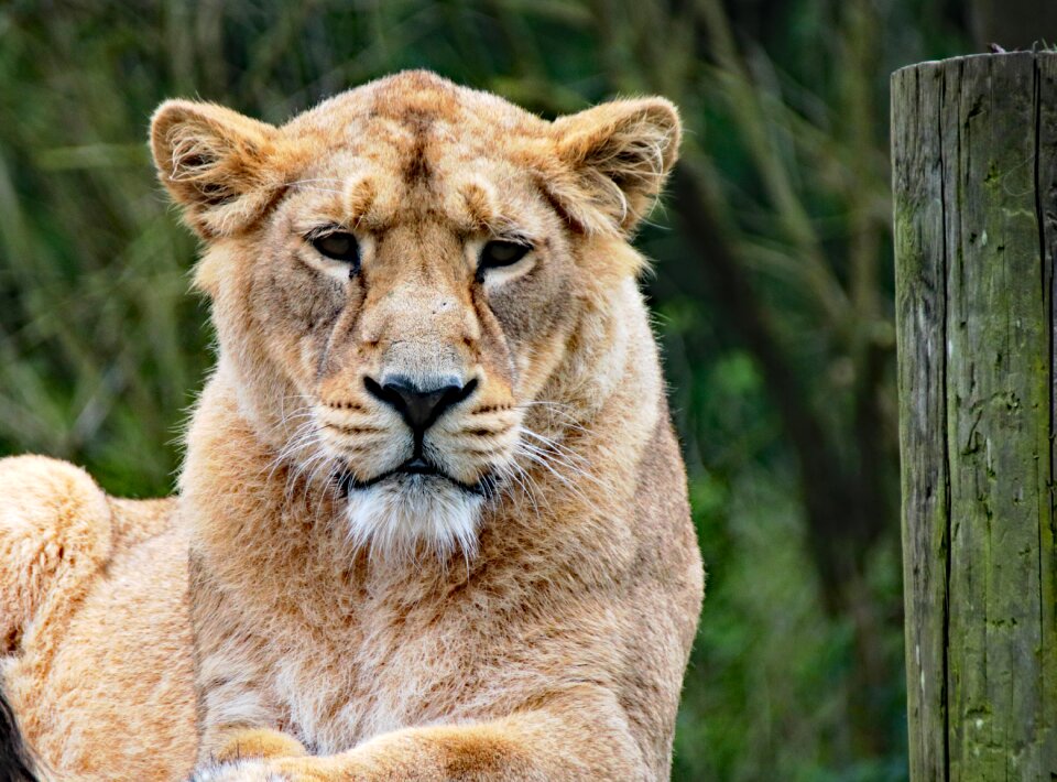Lion africa predator