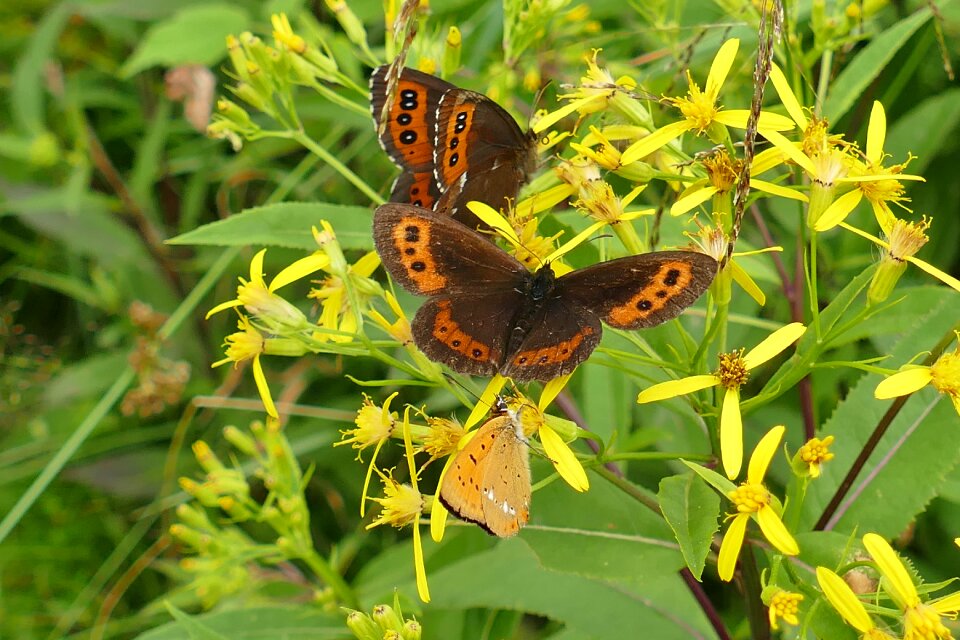 Butterflies butterfly forest plant