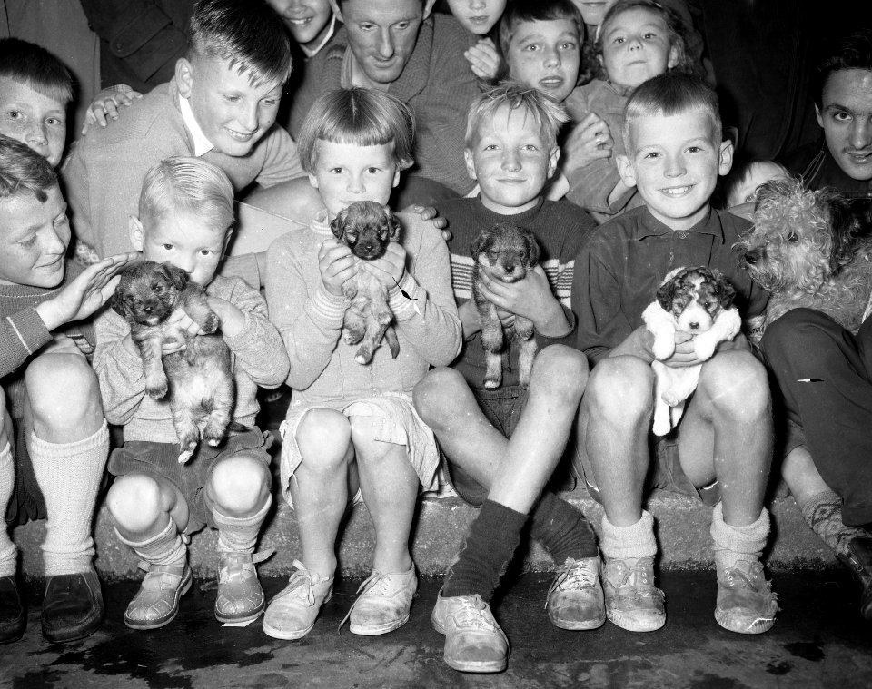 Troostprijs, nest met jonge honden, Bestanddeelnr 908-8084