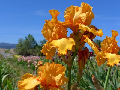 Yellow iris flower iris
