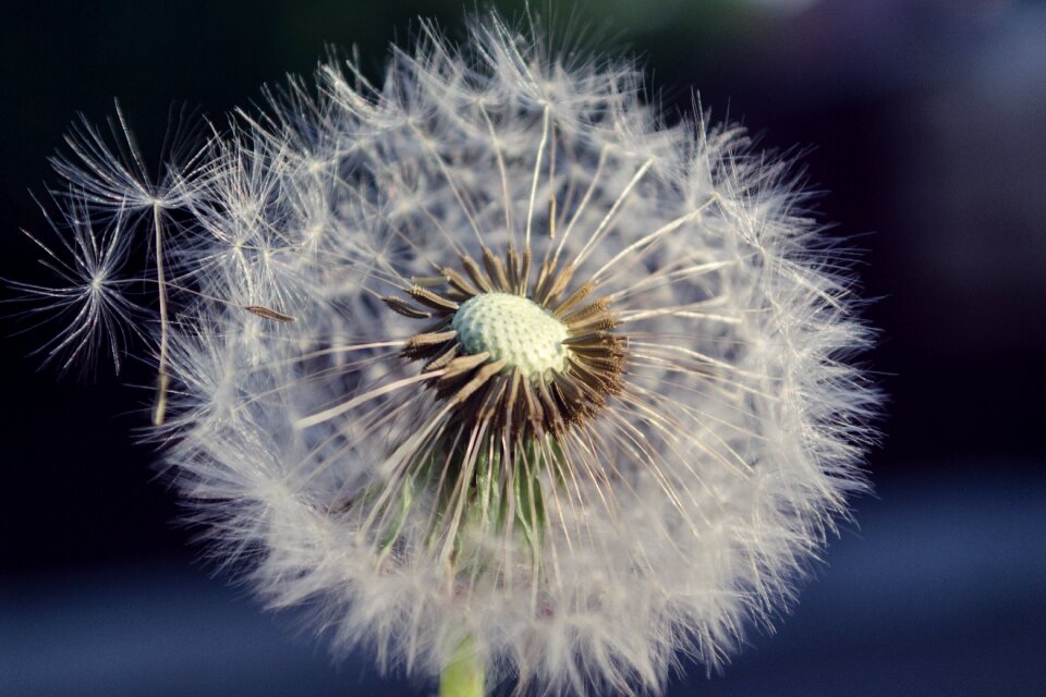 Macro nature summer