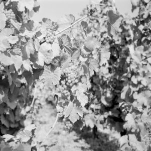 Trossen met vermoedelijk Riesling druiven, Bestanddeelnr 254-4135