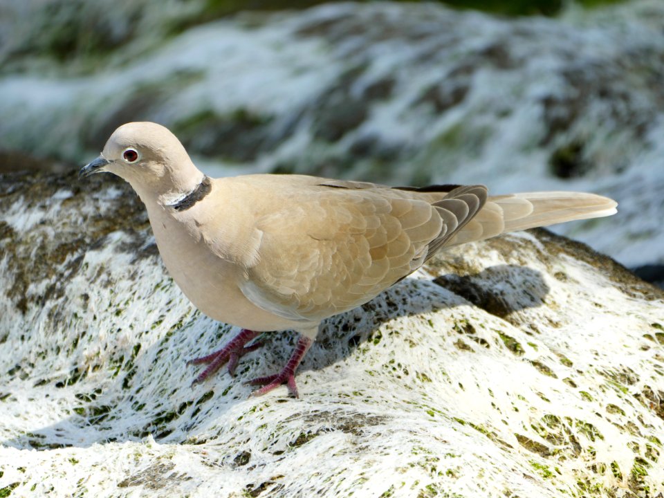 Tuerkentaube.P1180147