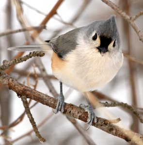 Tufted Titmouse (197460701)