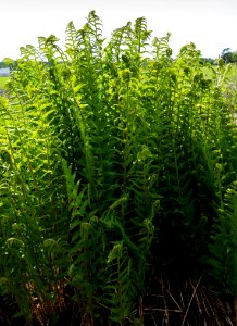 Tuft of male ferns by the road