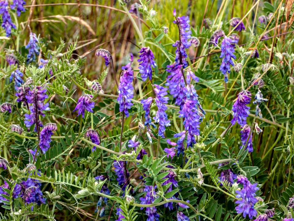 Tuft of tufted vetch