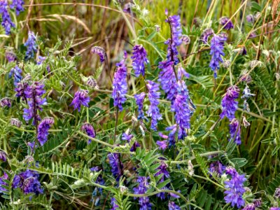 Tuft of tufted vetch