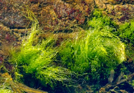 Tufts of gutweed in Gullmarsfjorden at Sämstad 1 photo