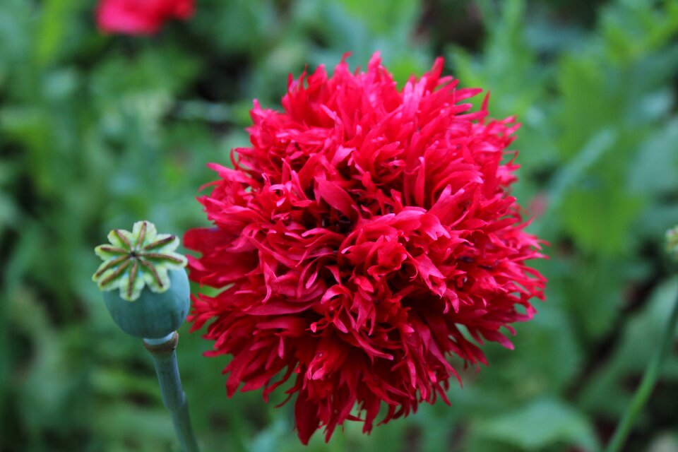 Plant macro the full flowering