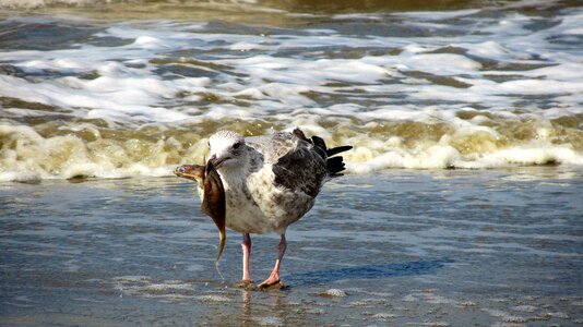 Seagulls food hunt