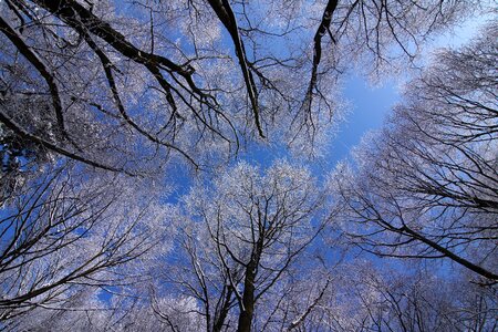 Blue sky branches cold photo
