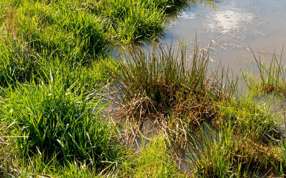 Tufts of grass and lakeshore bulrush