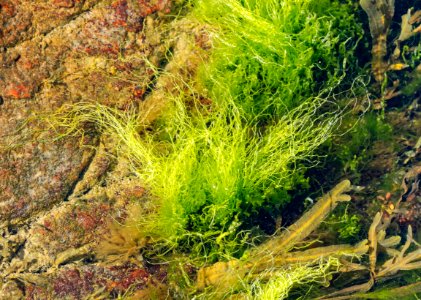 Tufts of gutweed in Gullmarsfjorden at Sämstad 2