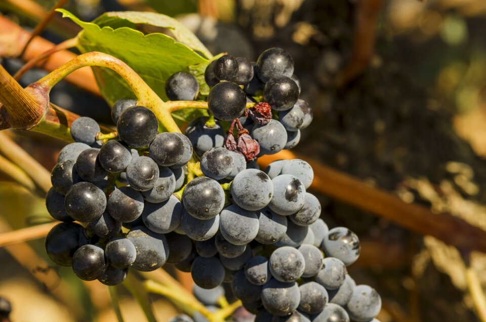 Wine vineyards countryside