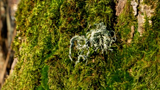 Tuft of oakmoss among moss on a tree 2