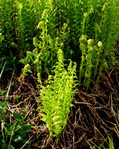 Tuft of young of male ferns