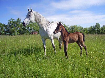 Pre foal breeding horses photo