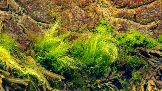 Tufts of gutweed in Gullmarsfjorden at Sämstad 3