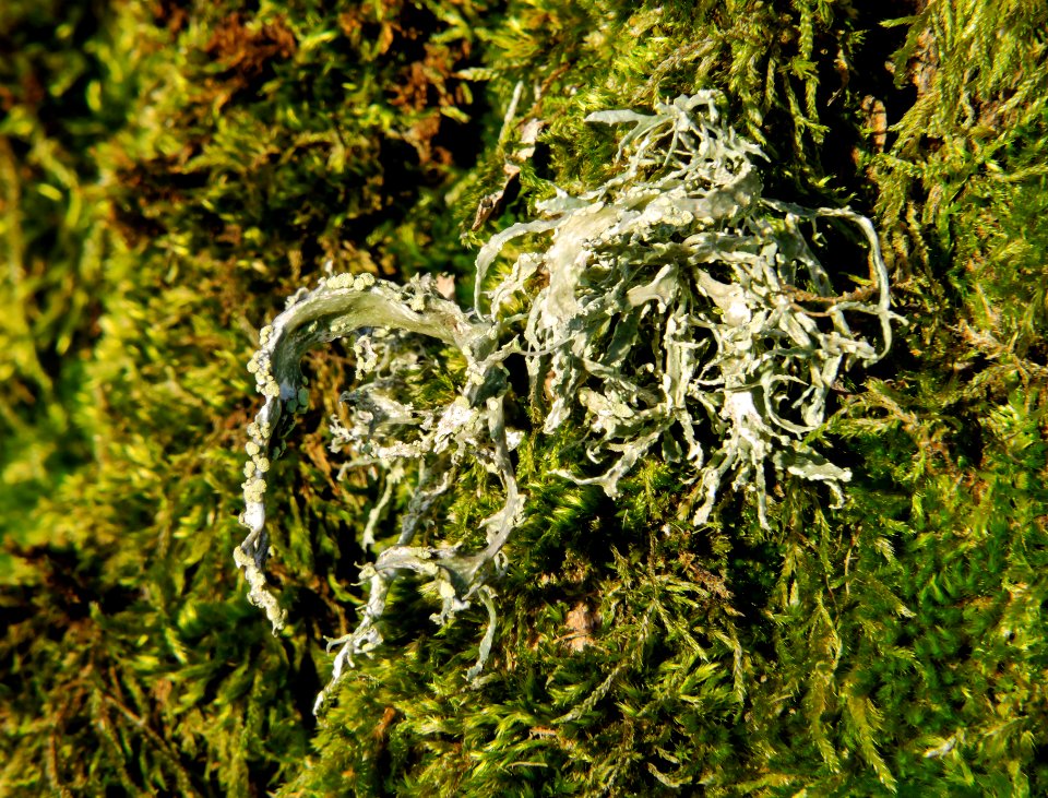 Tuft of oakmoss among moss on a tree 1