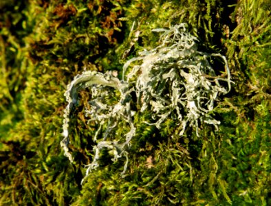 Tuft of oakmoss among moss on a tree 1