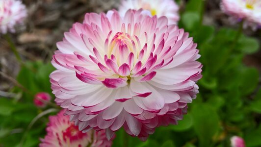 Multicolor white pink