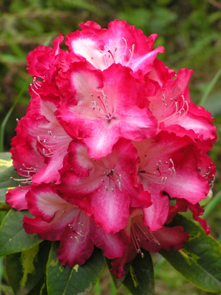 Bloom color stamen