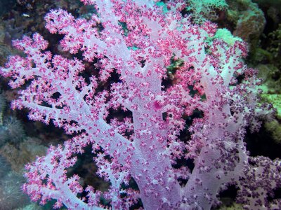 Soft coral color depth photo