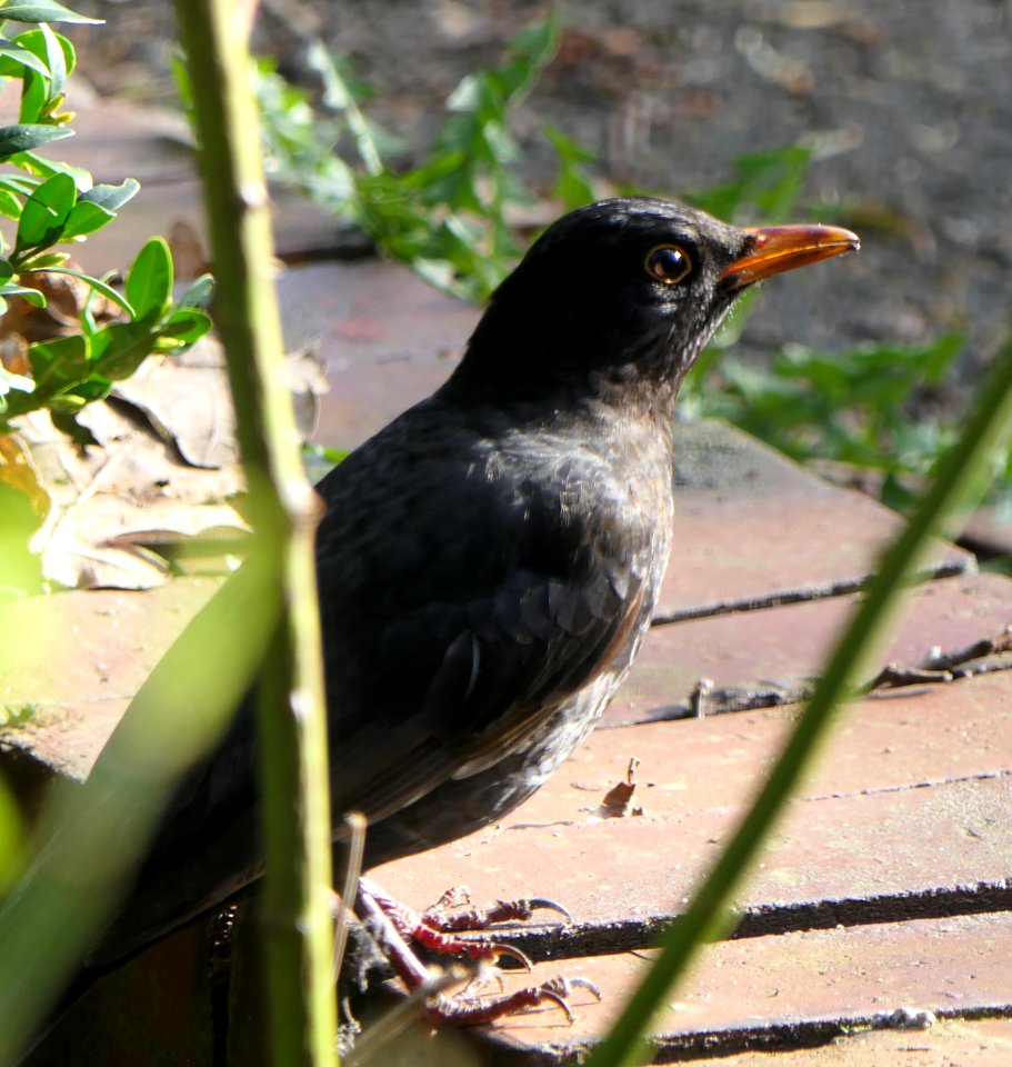Turdus merula - Amsel, male, without nictitating membrane