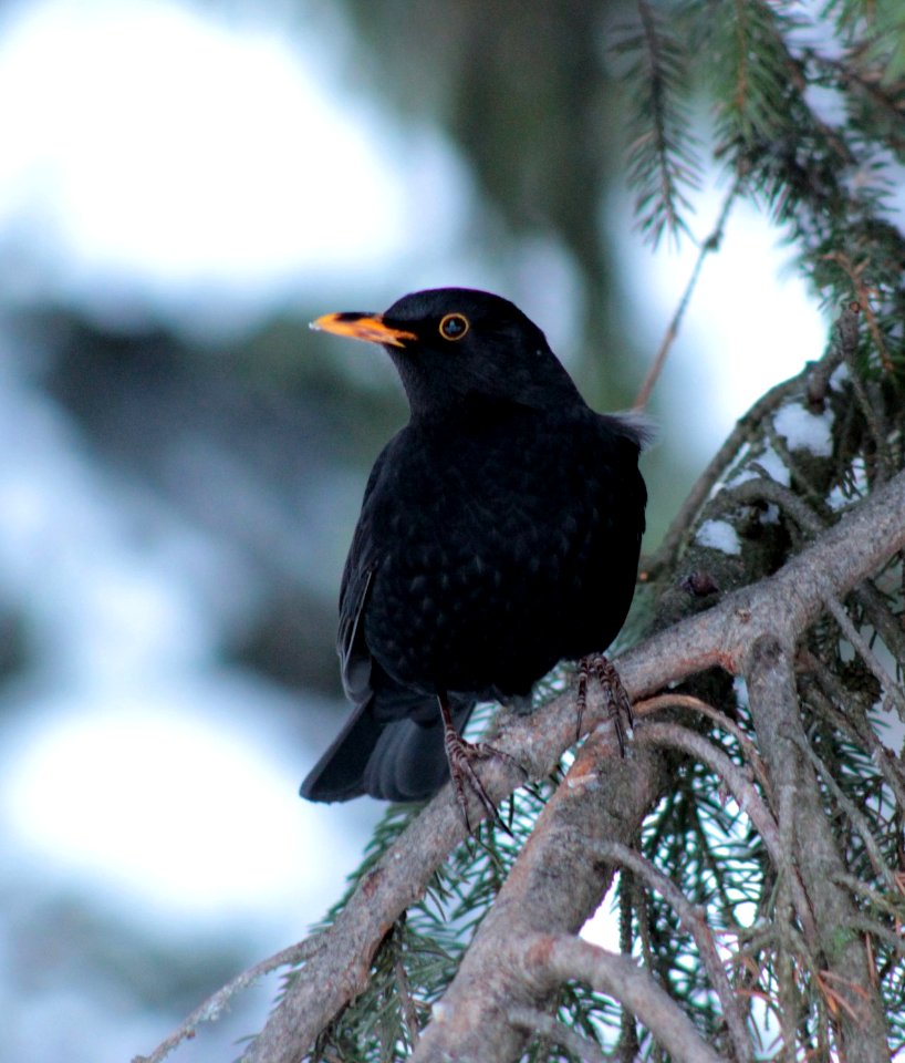 Turdus merula Oulu 20130127