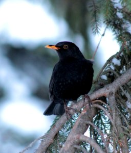 Turdus merula Oulu 20130127
