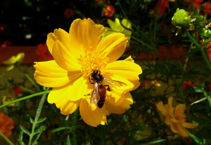 Cosmos sulphureus bee honey-bee