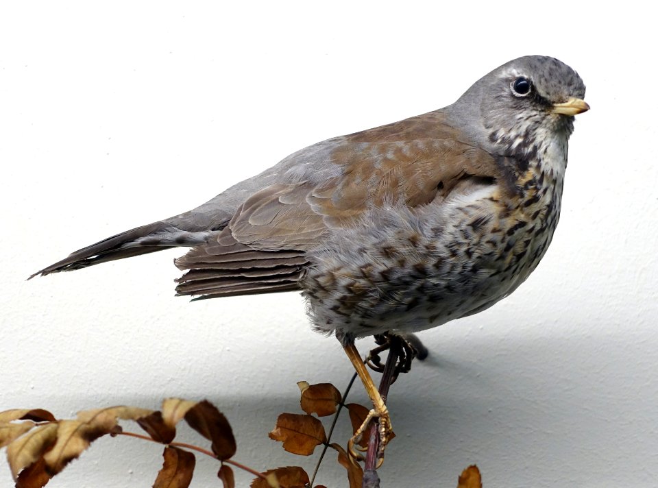 Turdus pilaris - Museum fur Naturkunde, Berlin - DSC00174